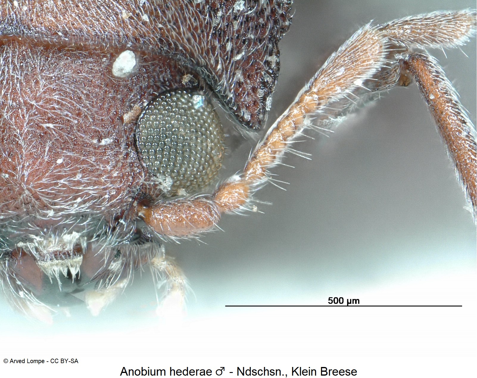 anobium_hederae_m_ck9392_f.jpg