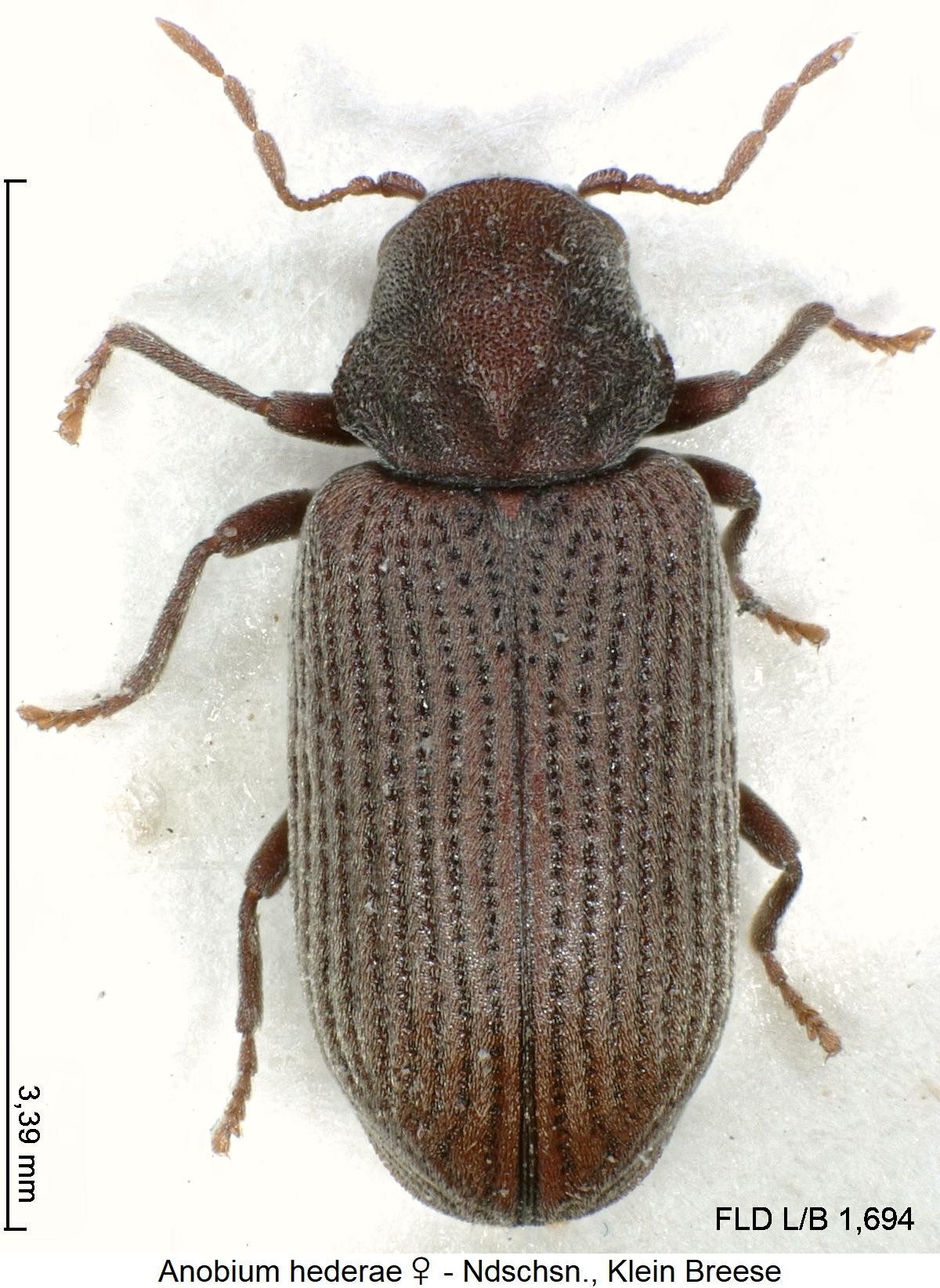 anobium_hederae_w_hab.jpg