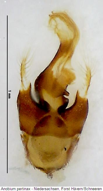 anobium_pertinax.jpg