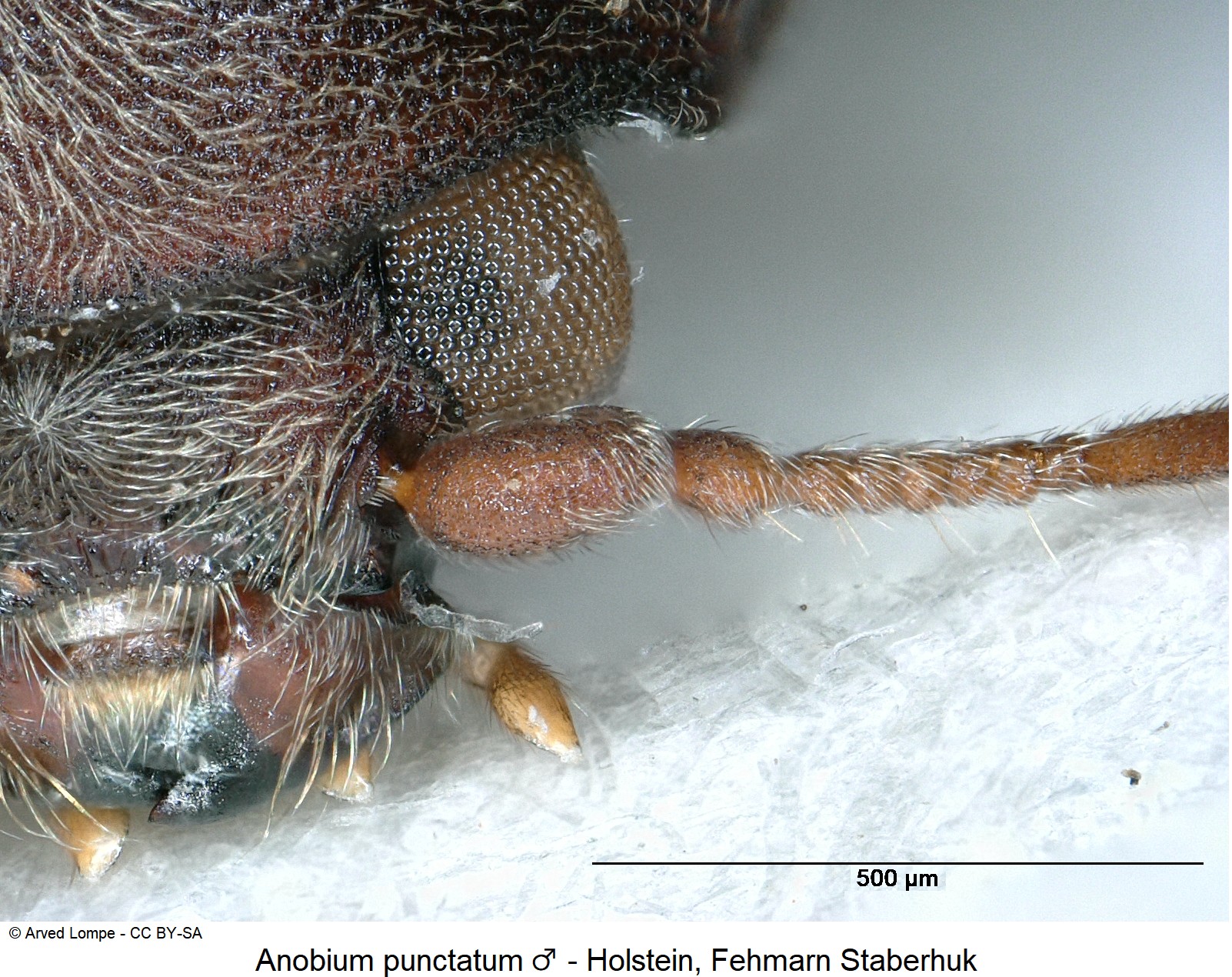 anobium_punctatum_m_ck9391_f.jpg
