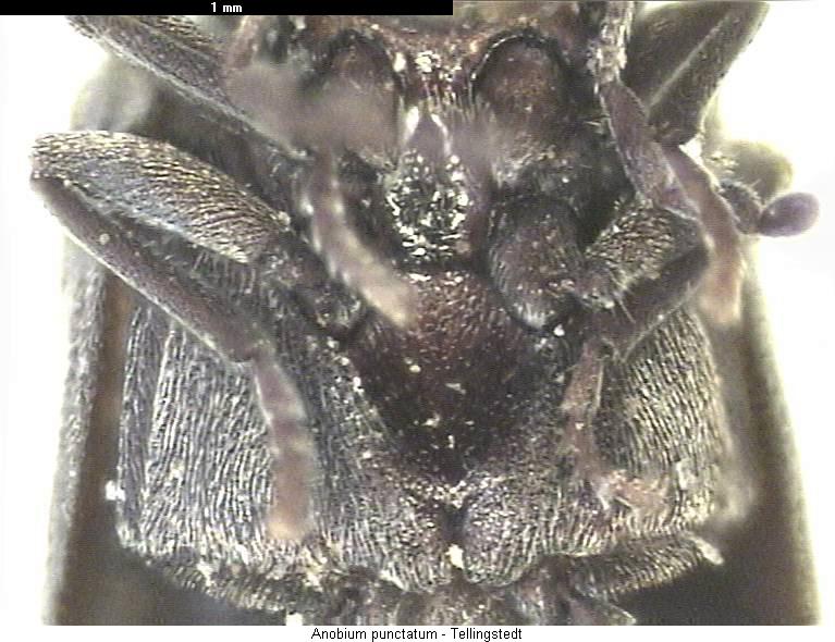 anobium_punctatum_us.jpg