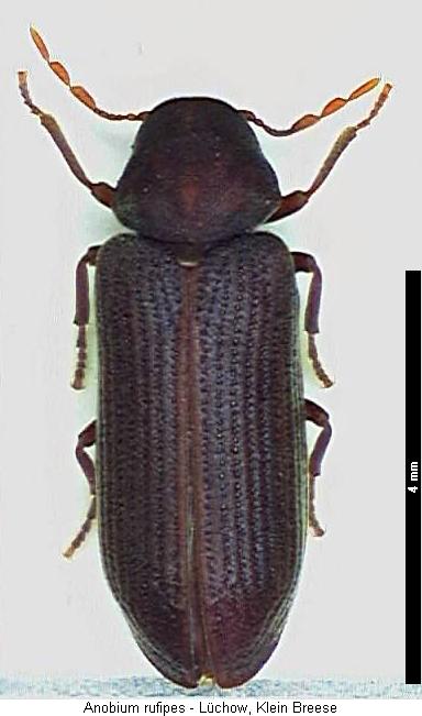anobium_rufipes_hab.jpg