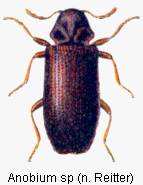 anobium_sp_rtt.gif