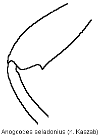 anogcodes_seladonius_mschn.gif