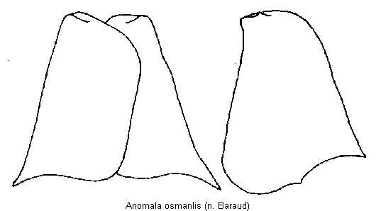 anomala_osmanlis.gif