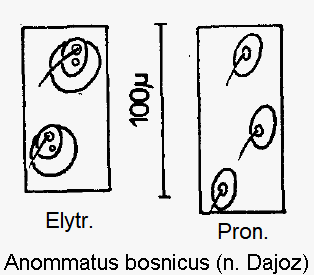 anommatus_bosnicus_ms.gif