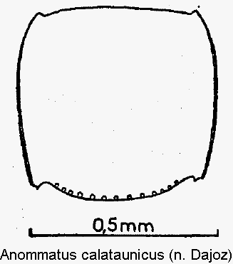 anommatus_calataunicus_hsch.gif