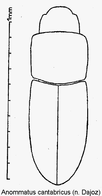 anommatus_cantabricus_hab.gif
