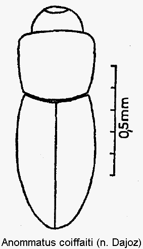 anommatus_coiffaiti_hab.gif