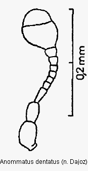 anommatus_dentatus_f.gif