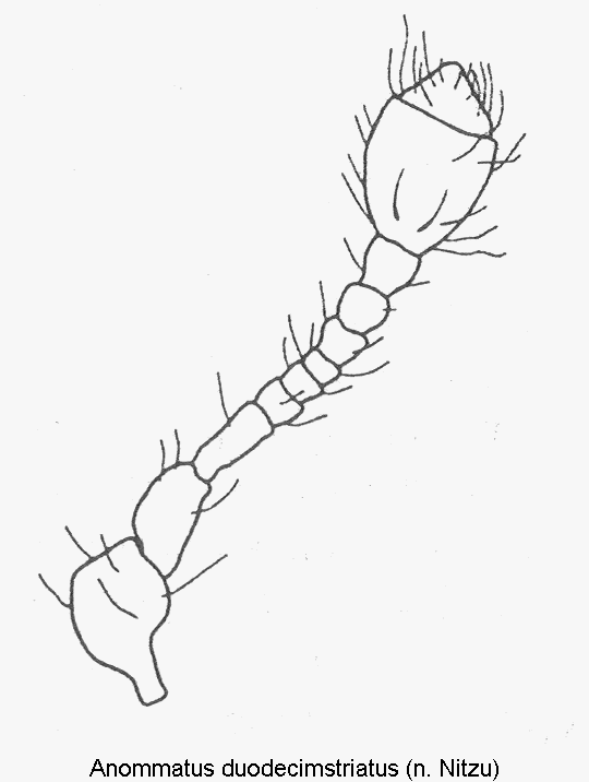 anommatus_duodecimstriatus_f.gif