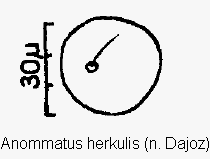 anommatus_herkulis_ms.gif