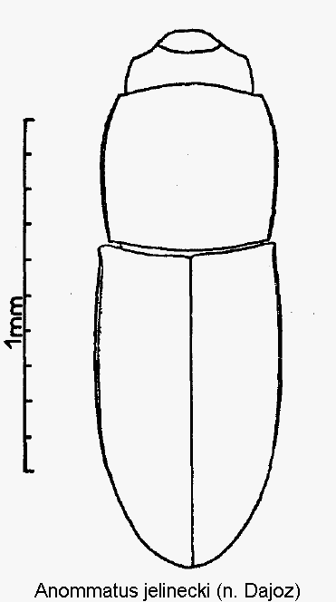 anommatus_jelinecki_hab.gif