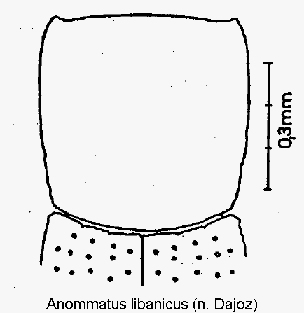 anommatus_libanicus_hsch.gif