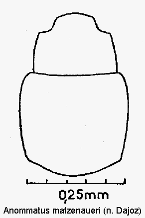anommatus_matzenaueri_vk.gif