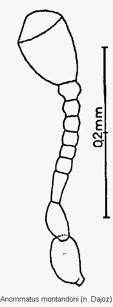 anommatus_montandoni_f.gif