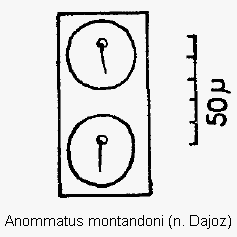 anommatus_montandoni_ms.gif
