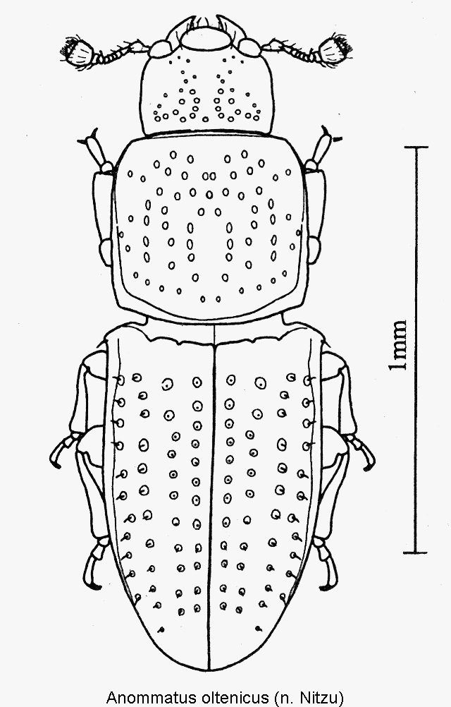 anommatus_oltenicus_hab.gif