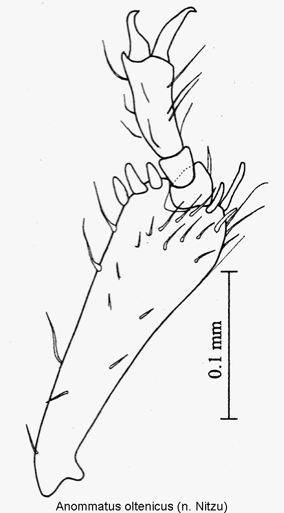 anommatus_oltenicus_vschn.gif