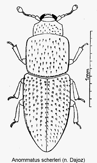 anommatus_scherleri_hab.gif