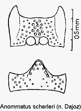 anommatus_scherleri_us.gif