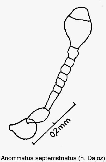 anommatus_septemstriatus_f.gif