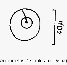 anommatus_septemstriatus_ms.gif