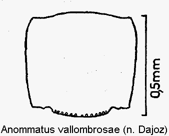 anommatus_vallombrosae_hsch.gif