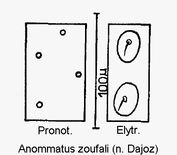 anommatus_zoufali_ms.gif