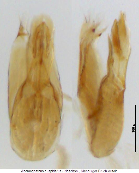 anomognathus_cuspidatus.jpg