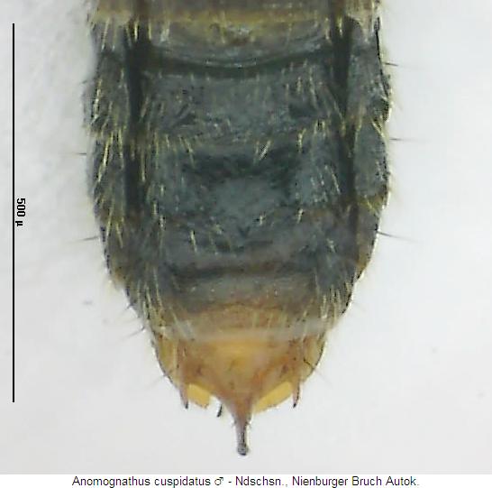 anomognathus_cuspidatus_hlb.jpg