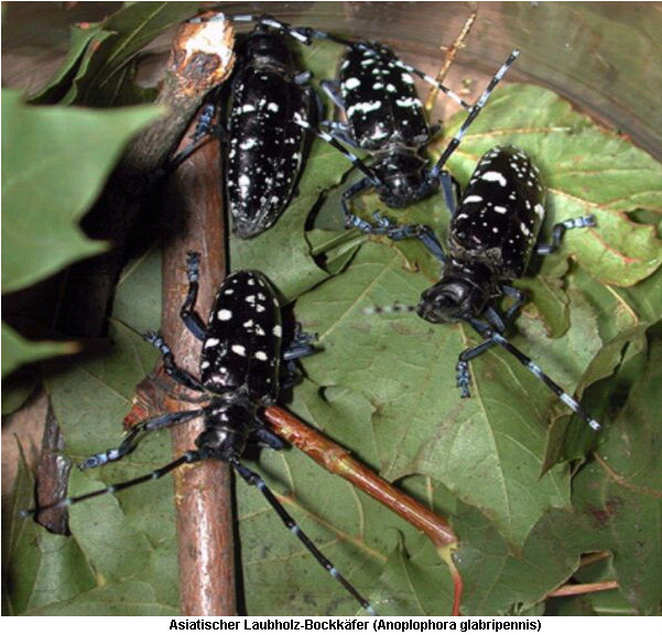 anoplophora_glabripennis_hab.jpg