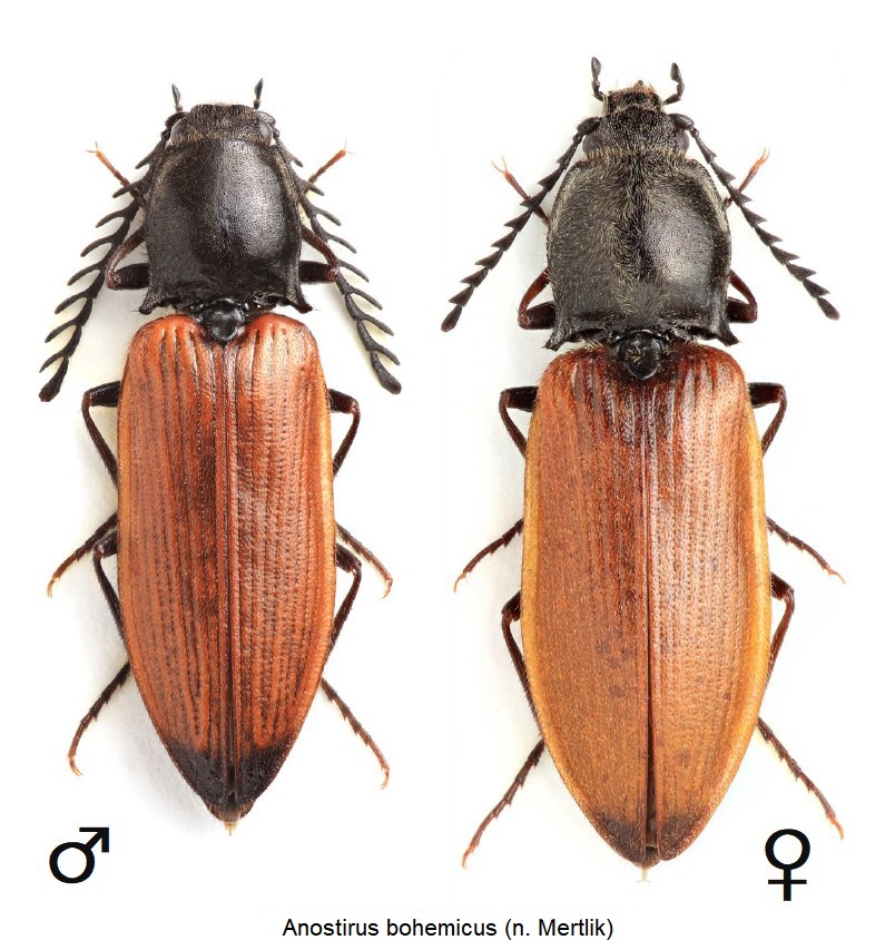 anostirus_bohemicus_hab.jpg