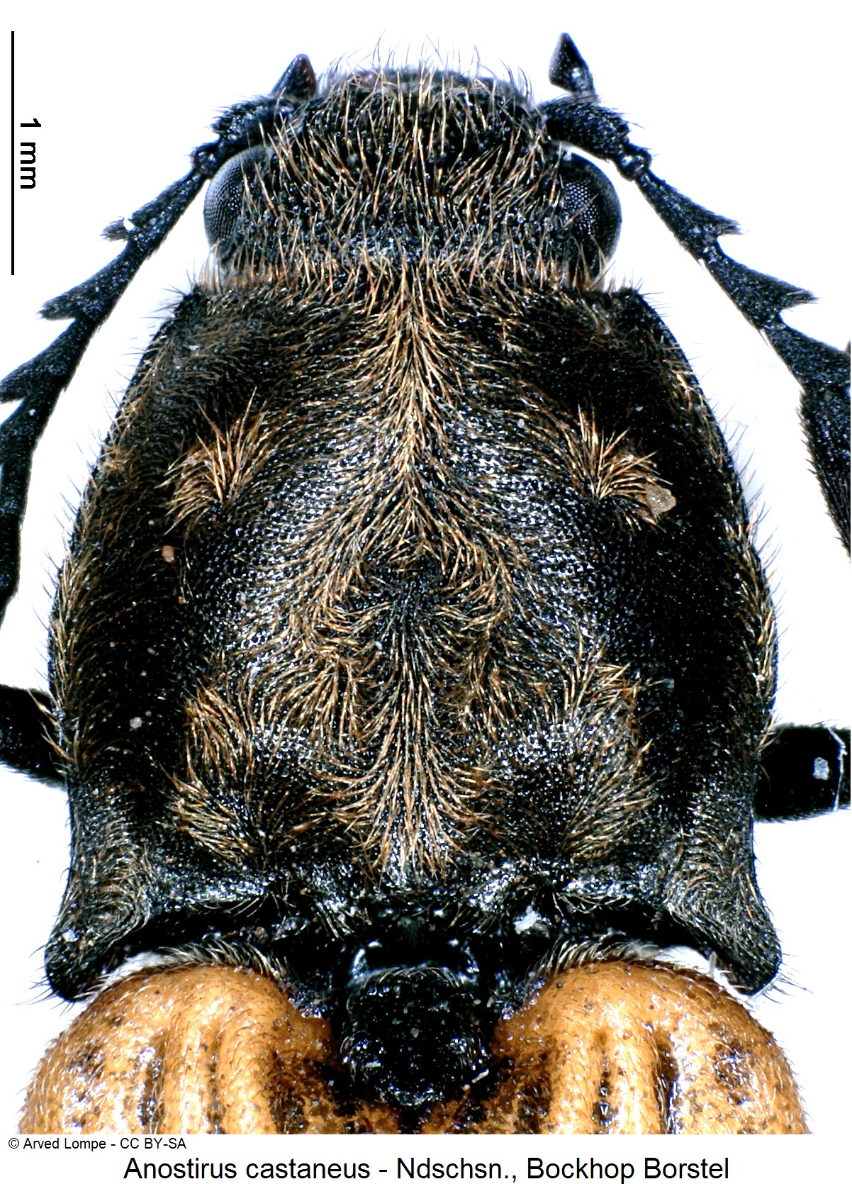 anostirus_castaneus_$6961_hsch.jpg
