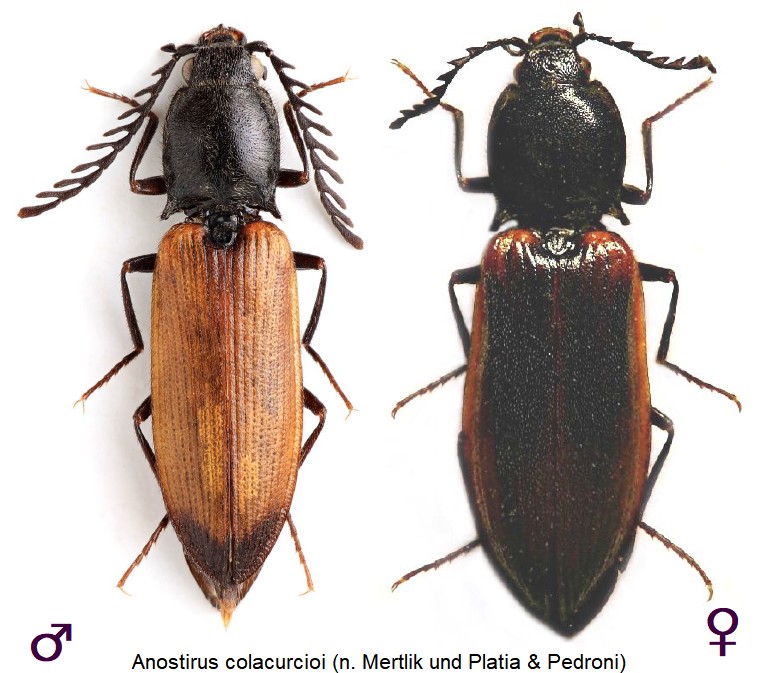 anostirus_colacurcioi_hab.jpg