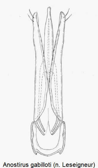 anostirus_gabilloti.gif