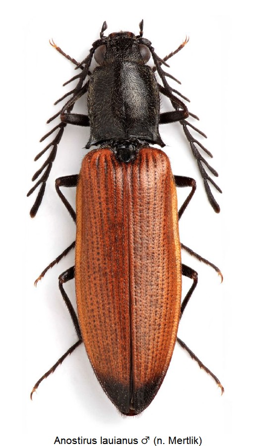 anostirus_lauianus_m_hab.jpg