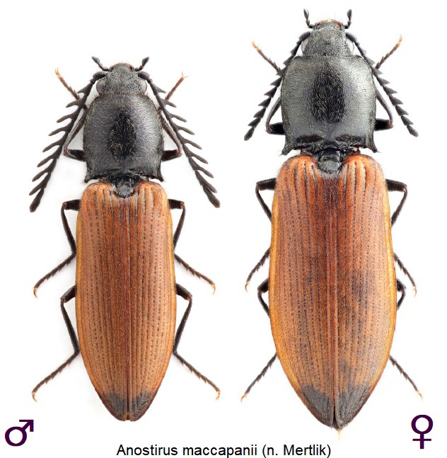 anostirus_maccapanii_hab.jpg
