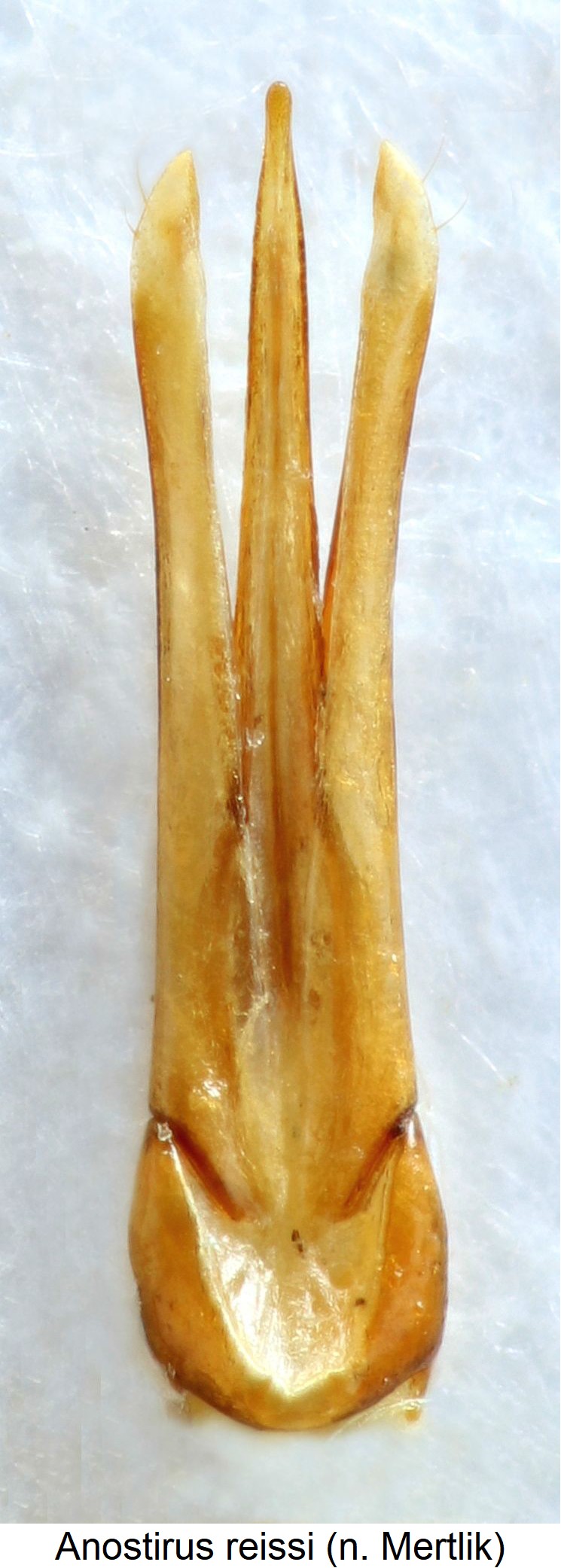 anostirus_reissi.jpg