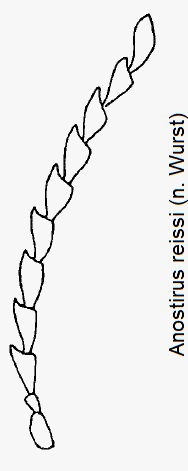 anostirus_reissi_f.gif