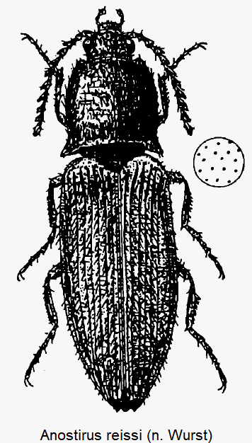 anostirus_reissi_hab.gif