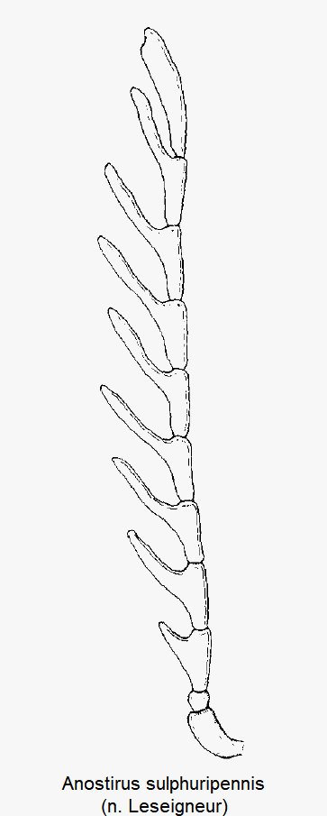 anostirus_sulphuripennis_f.gif