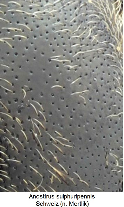anostirus_sulphuripennis_hsch_ms-1.jpg