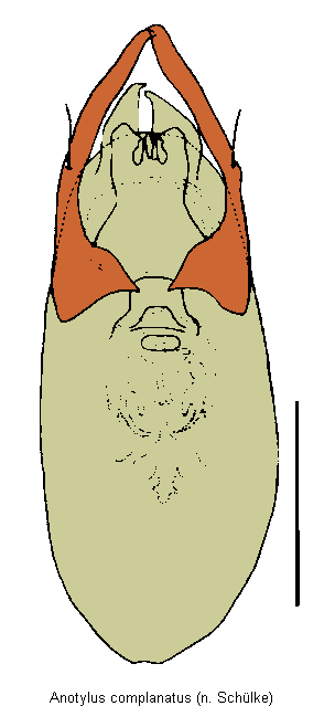 anotylus_complanatus.gif