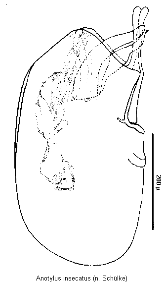 anotylus_insecatus.gif