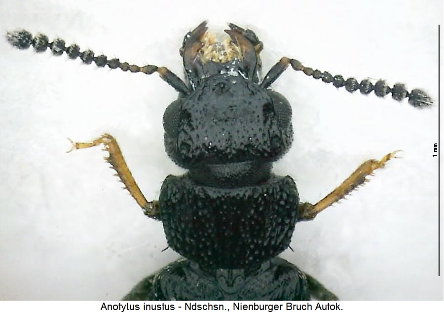anotylus_inustus_vk.jpg