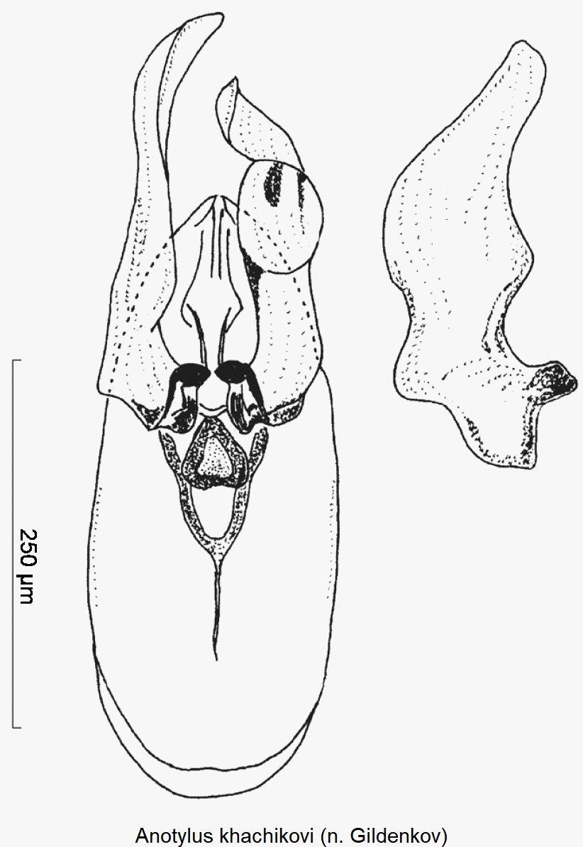anotylus_khachikovi-1.gif