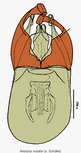 anotylus_mutator2.gif