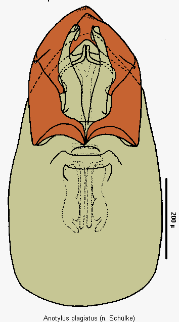 anotylus_plagiatus.gif