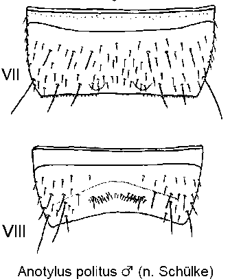 anotylus_politus_m_ster.gif